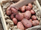 11 сортов отборного картофеля в Барнауле от поставщика / Ульяновск